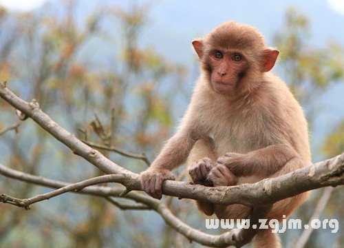 梦见猴子,揭秘梦境中的猴子象征及其深层含义——解梦指南,象征,挑战,解梦,第1张 梦见猴子,揭秘梦境中的猴子象征及其深层含义——解梦指南,象征,挑战,解梦,第1张