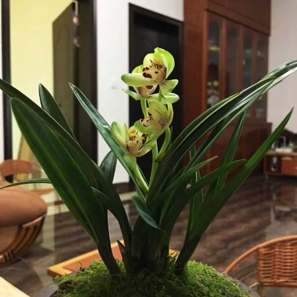 你家养什么花好？揭秘家居花卉秘籍,象征,希望,美好,第1张