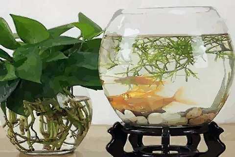 揭秘甲鱼禁忌，家居摆放的五大注意事项,象征,事业,气场,第1张