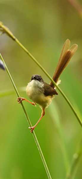神秘的天赋,揭秘会算命的鸟儿究竟是什么鸟?,象征,希望,算命,第1张 神秘的天赋,揭秘会算命的鸟儿究竟是什么鸟?,象征,希望,算命,第1张