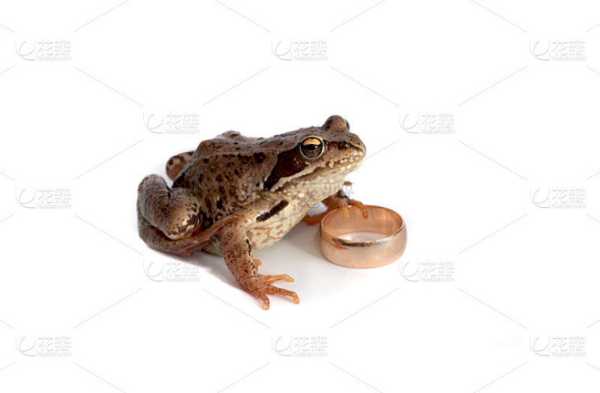 十二星座与青蛙的神秘配对,揭秘你的星座最适合哪种青蛙!,象征,命运,事业,第1张 十二星座与青蛙的神秘配对,揭秘你的星座最适合哪种青蛙!,象征,命运,事业,第1张