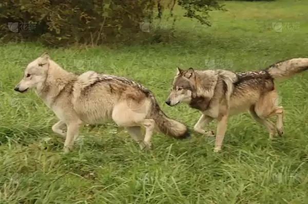 梦见追两只狼的预兆与解梦解析,象征,事业,挑战,第1张 梦见追两只狼的预兆与解梦解析,象征,事业,挑战,第1张
