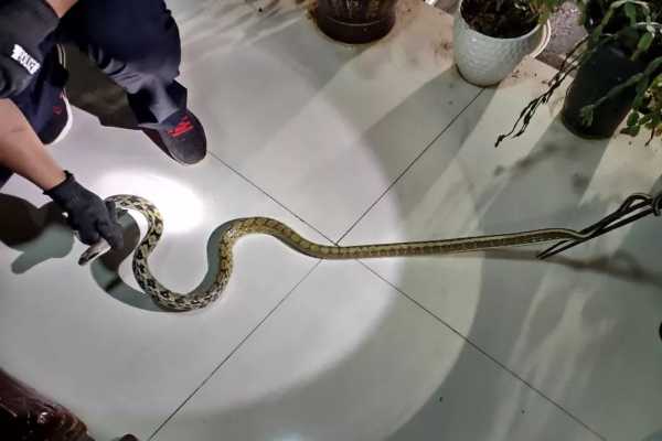 解梦,两条小蛇爬进鞋里,究竟预示着什么?,象征,事业,挑战,第1张 解梦,两条小蛇爬进鞋里,究竟预示着什么?,象征,事业,挑战,第1张