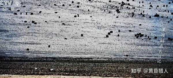 野鸽子撞死人，揭秘意外事件背后的预兆与解梦奥秘,象征,吉凶,解梦,第1张