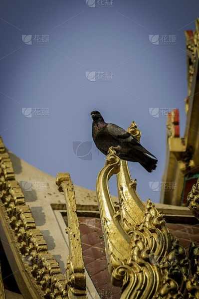 揭秘鸽子楼的之谜,传统建筑中的象征,象征,事业,希望,第1张 揭秘鸽子楼的之谜,传统建筑中的象征,象征,事业,希望,第1张