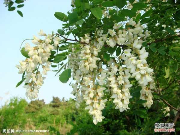 槐树入梦,揭秘槐树在梦境中的象征意义与预兆解梦,象征,事业,挑战,第1张 槐树入梦,揭秘槐树在梦境中的象征意义与预兆解梦,象征,事业,挑战,第1张