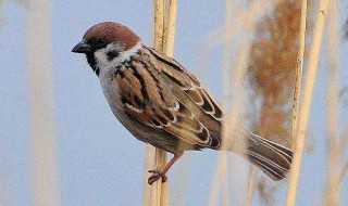 梦见抓鸟的深层含义，揭秘抓鸟解梦的神秘预兆,象征,挑战,希望,第1张