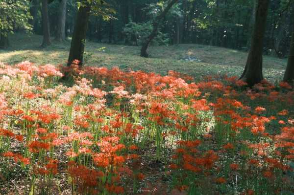 梦见野菊花,揭秘梦境中的神秘寓意与解梦指南,象征,事业,解梦,第1张 梦见野菊花,揭秘梦境中的神秘寓意与解梦指南,象征,事业,解梦,第1张