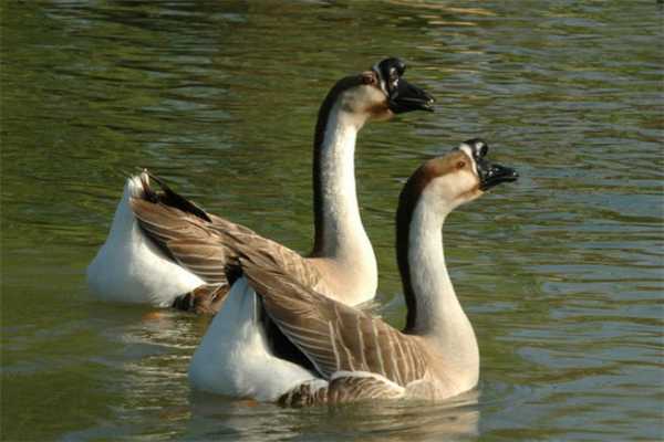 揭秘鸿雁星座，吉凶查询与运势解析,象征,事业,挑战,第1张