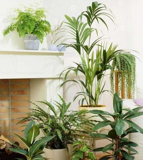 室内摆设指南，哪些盆栽最适合提升家居运势,象征,事业,风水,第1张