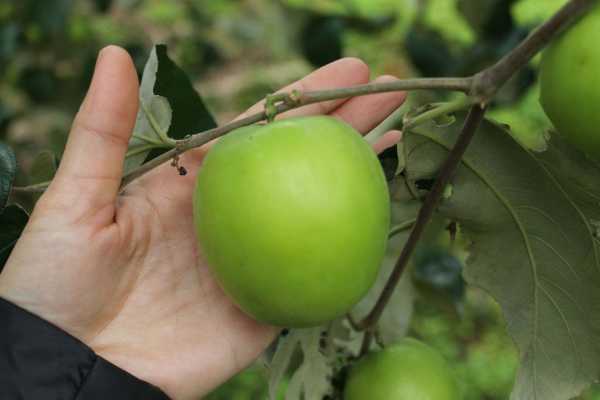 解梦，没吃着枣的寓意与象征,象征,事业,挑战,第1张