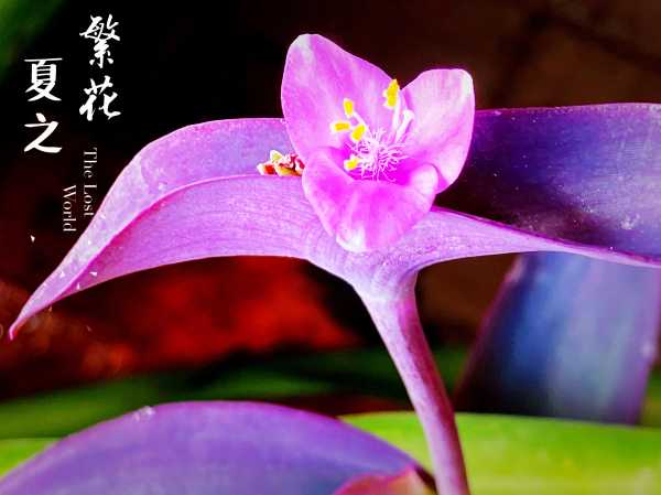 紫竹梅，家居中的绿色守护者,象征,事业,能量,第1张