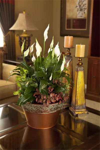 家居揭秘,家里花卉的吉凶,助你打造和谐居住环境,希望,气场,吉凶,第1张 家居揭秘,家里花卉的吉凶,助你打造和谐居住环境,希望,气场,吉凶,第1张