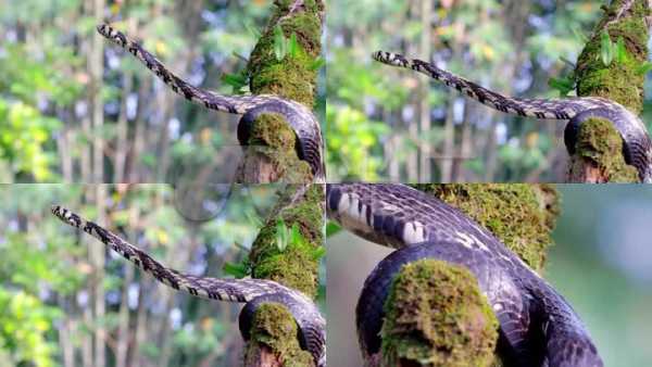 解梦，蛇龙鼠缠绕的含义及象征意义,象征,事业,挑战,第1张