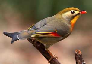 梦见打了鸟巢的寓意解析——周公解梦揭秘,象征,事业,希望,第1张