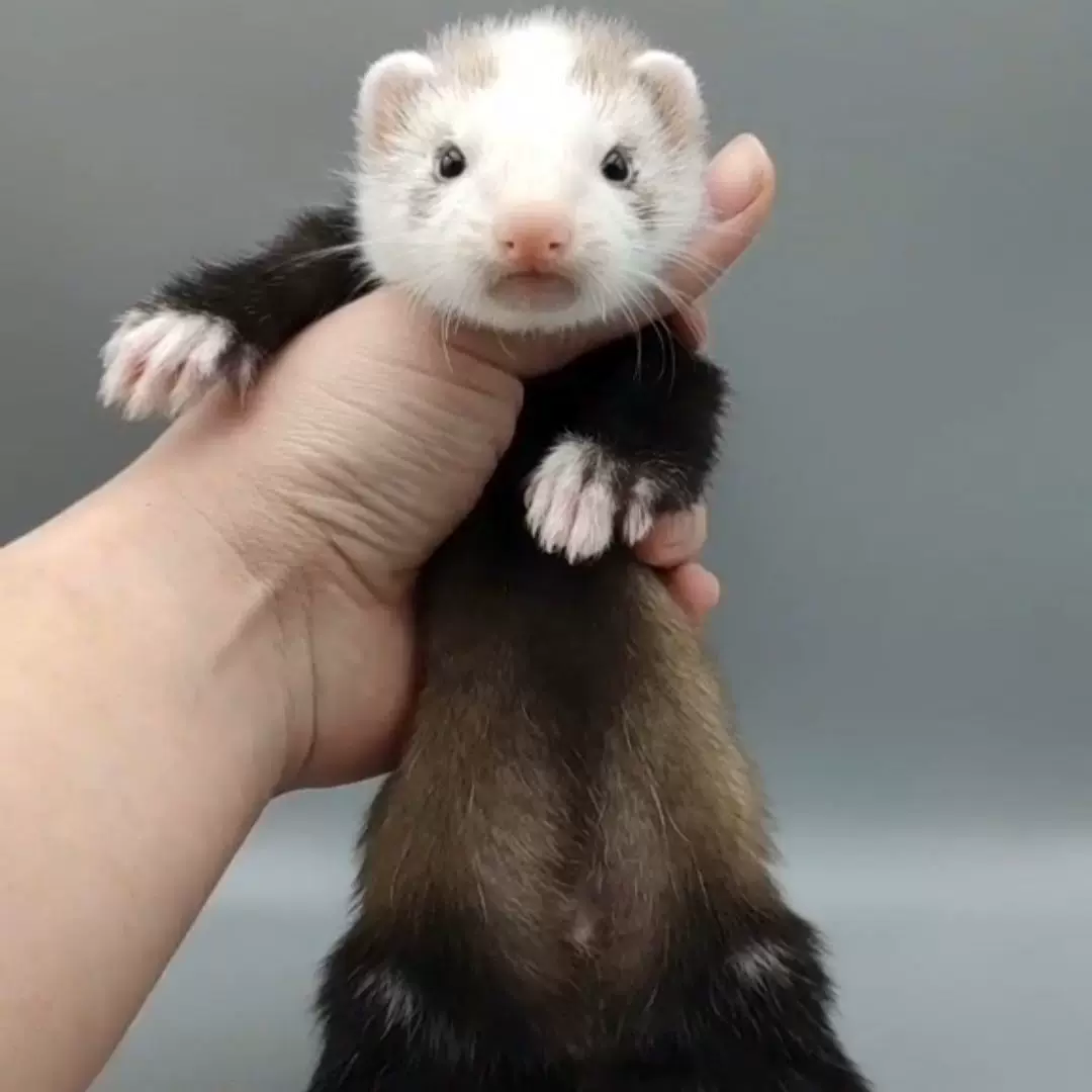 梦到白貂的神秘预兆,解梦背后的寓意与启示,象征,挑战,解梦,第1张 梦到白貂的神秘预兆,解梦背后的寓意与启示,象征,挑战,解梦,第1张