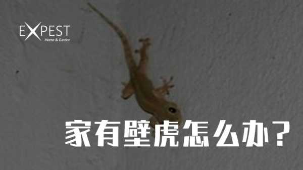 屋里有壁虎，揭秘其背后的奥秘与注意事项,象征,气场,风水,第1张