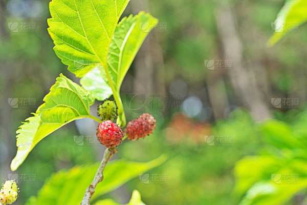 解梦，梦到桑椹的寓意与象征意义,象征,事业,挑战,第1张