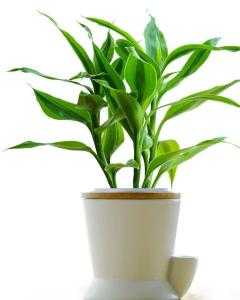 富贵竹摆放指南，助你家中财运亨通、生机盎然,事业,希望,美好,第1张