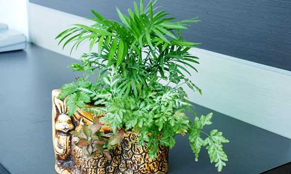 屋内养什么小树好——家居绿植的奥秘解析,象征,事业,能量,第1张