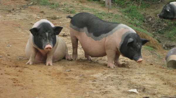 猪宝宝取名梓珩，寓意深远，音韵悠扬,象征,希望,宝宝取名,第1张