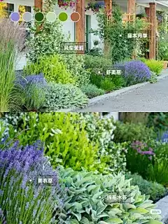 紫色植物在布局中的神奇作用与搭配建议,象征,事业,希望,第1张