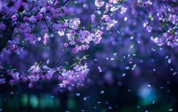 梦境中的花语，揭秘梦见花的花样预兆与解梦奥秘,象征,事业,挑战,第1张