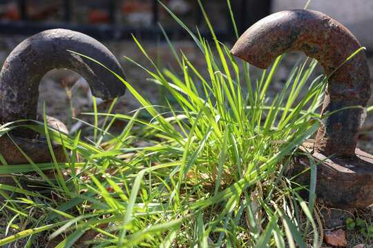 解梦，身上长青草的寓意及象征意义,象征,挑战,希望,第1张