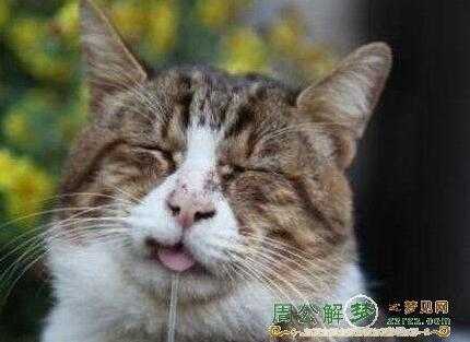 梦到男生虐猫的深层含义——周公解的神秘解读,解梦,美好,解读,第1张