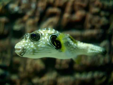 揭秘梦境中的河豚，周公解的河豚象征及其征兆,象征,事业,挑战,第1张