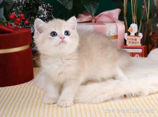 猫抓麻雀，揭秘梦境中的象征意义及其预兆解析,象征,挑战,希望,第1张