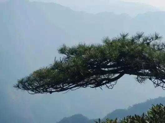 宝地必备，揭秘哪些树木代表着财运亨通,象征,事业,风水,第1张