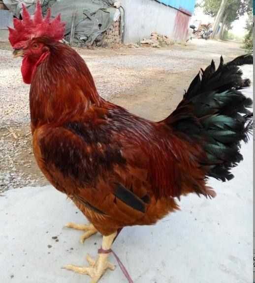 鸡宝宝取名禁忌,这些字眼千万不能用!,宝宝取名,合作,美好,第1张 鸡宝宝取名禁忌,这些字眼千万不能用!,宝宝取名,合作,美好,第1张