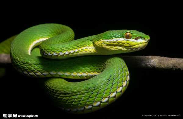 蛇宝宝取名攻略,避开这些禁忌字,为你的小宝贝挑选好名!,宝宝取名,美好,寓意美好,第1张 蛇宝宝取名攻略,避开这些禁忌字,为你的小宝贝挑选好名!,宝宝取名,美好,寓意美好,第1张