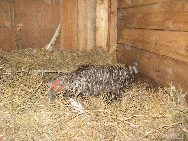 解梦母鸡趴窝了，探寻梦境中的寓意与启示,象征,事业,希望,第1张