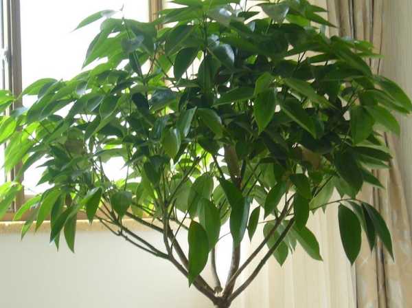 家居之选——家最好放置的树木及其意义,象征,事业,气场,第1张