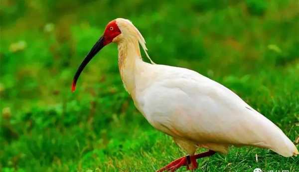 十二星座的专属国宝，揭秘你最适合养的珍稀动物！,象征,希望,十二星座,第1张