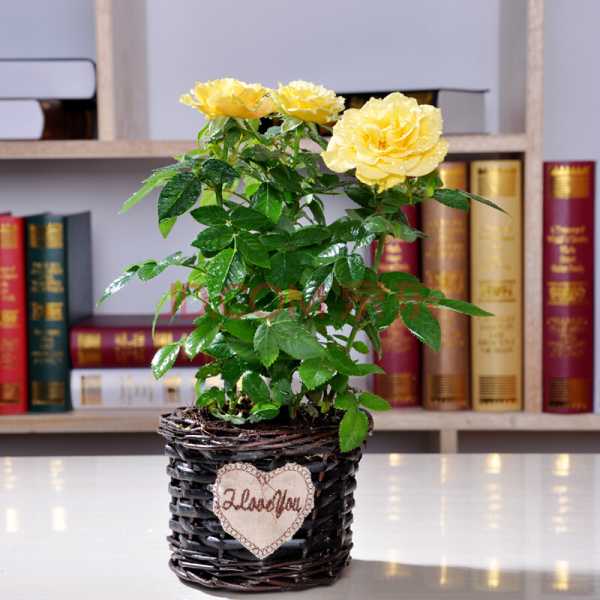 家居必备，这些植物插家里，庆又旺运！,象征,风水,财运,第1张