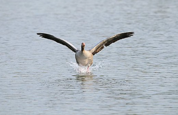 揭秘，为什么不能随便解梦——长腿水鸟的寓意,象征,解梦,美好,第1张