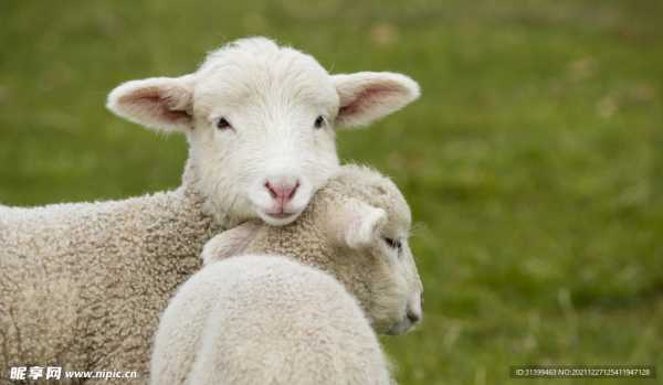 羊生肖兔年运势揭秘，运势如何，财运、事业、感情全方位分析,事业,合作,美好,第1张