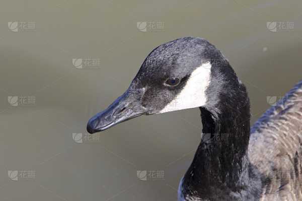 梦见鹅换蛋的寓意，周公解梦揭示神秘象征,象征,事业,挑战,第1张