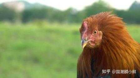 揭秘吃鸡头的禁忌，你不可不知的饮食文化奥秘,希望,气场,风水,第1张