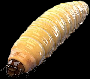 解梦，梦到蛆的寓意与象征意义,象征,自我,解梦,第1张