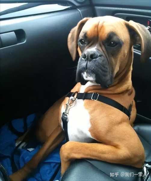 名字，吉凶大全揭秘，为爱犬挑选名号指南,象征,希望,吉凶,第1张