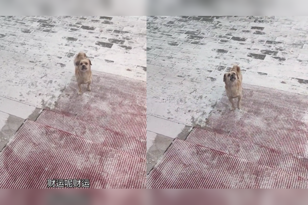 路上看到胖狗的预兆，揭秘梦境中的神秘符号,象征,事业,挑战,第1张