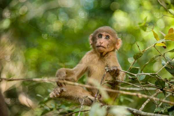 猴宝宝取名，精选字，寓意美好未来,希望,宝宝取名,美好,第1张