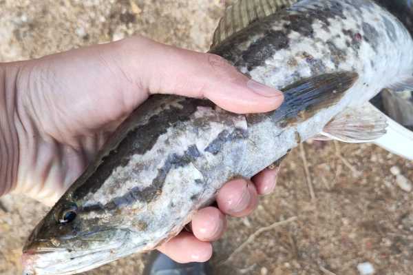 揭秘梦境，做梦抓黑鱼究竟是什么征兆？周公解梦为您揭晓,象征,事业,挑战,第1张