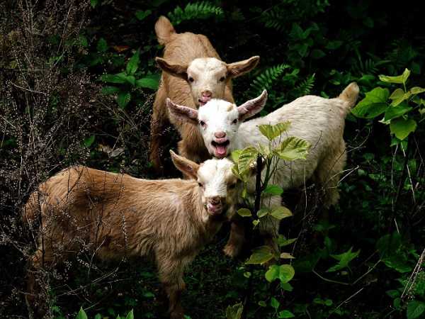 梦见羊群，揭秘羊群在梦境中的预兆与解梦技巧,象征,事业,解梦,第1张