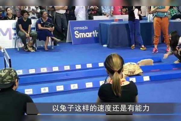 揭秘谁不是兔子的吉凶，一场关于命运与智慧的较量,象征,命运,挑战,第1张