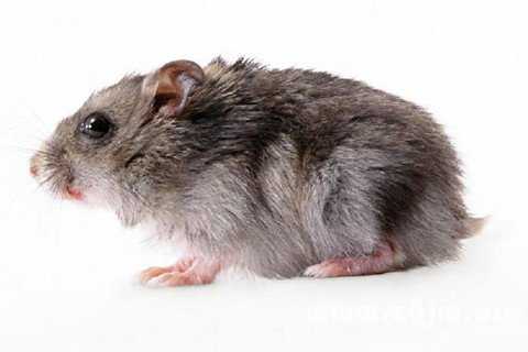 揭秘梦境中的大老鼠，周公解梦带你解读神秘现象,象征,挑战,解梦,第1张